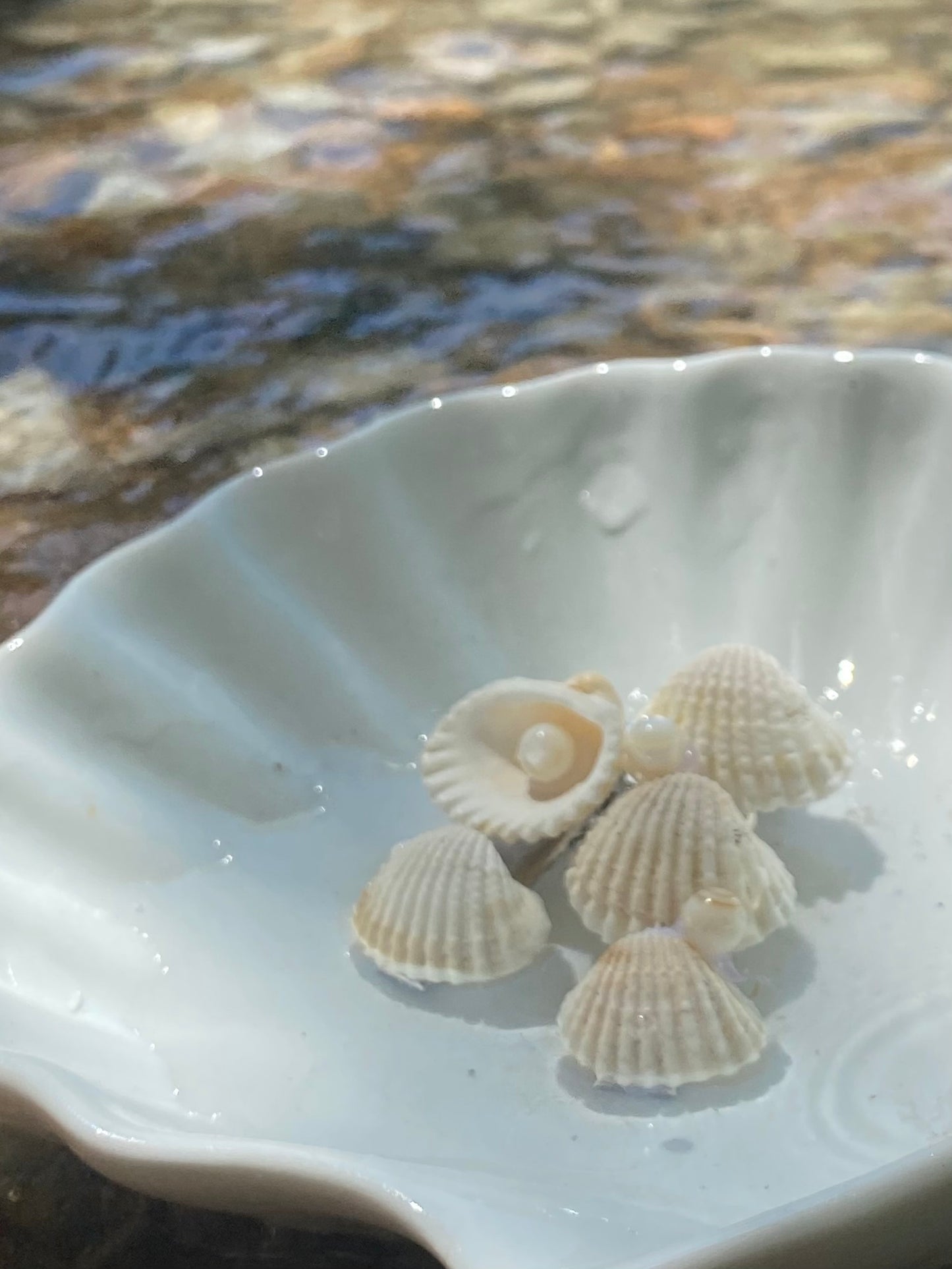 Barrette coquillage - grand ou moyen đ